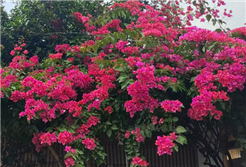 《“人工智能+教育”行动计划》印发