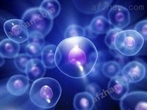 B834（DE3）感受態(tài)細(xì)胞圖片供應(yīng)商